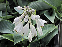 Hosta%20Hybride%20Mollies%20Blaue%2007.JPG