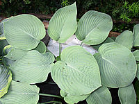 Hosta%20Hybride%20Mollies%20Blaue%2008.jpg