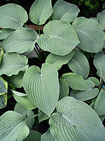 Hosta%20Hybride%20Mollies%20Blaue%2009.jpg
