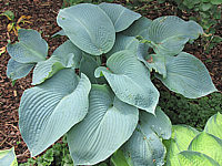 Hosta%20Hybride%20Mollies%20Blaue%2010.JPG