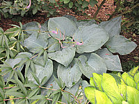 Hosta%20Hybride%20Mollies%20Blaue%2011.JPG