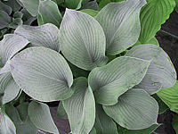 Hosta%20Hybride%20Mollies%20Blaue%2012.jpg