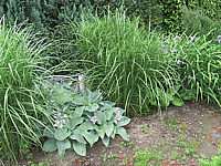 Hosta%20Hybride%20Mollies%20Blaue%2013.jpg