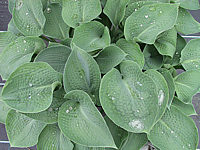 Hosta%20Hybride%20Perry's%20True%20Blue%2001.JPG