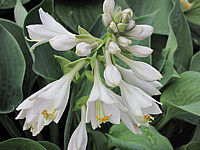 Hosta%20Hybride%20Perry's%20True%20Blue%2002.JPG