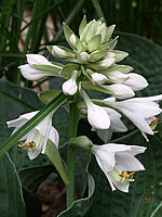 Hosta%20Hybride%20Perry's%20True%20Blue%2003.jpg
