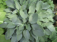 Hosta%20Hybride%20Perry's%20True%20Blue%2004.JPG