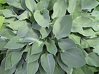 Hosta%20Hybride%20Perry's%20True%20Blue%2005.JPG