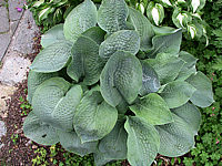 Hosta%20Hybride%20Perry's%20True%20Blue%2006.jpg