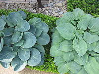 Hosta%20Hybride%20Perry's%20True%20Blue%20links%20-%20rechts%20Blaues%20Boot.JPG
