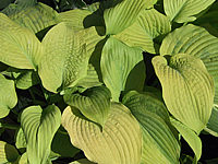 Hosta%20Hybride%20Piedmont%20Gold%2001.jpg