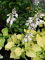 Hosta%20Hybride%20Piedmont%20Gold%2002.jpg