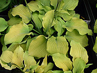 Hosta%20Hybride%20Piedmont%20Gold%2003.jpg