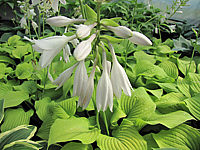 Hosta%20Hybride%20Piedmont%20Gold%2004.JPG