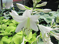 Hosta%20Hybride%20Piedmont%20Gold%2005%20MacroBluete%201.JPG