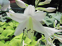 Hosta%20Hybride%20Piedmont%20Gold%2006%20MacroBluete%202.JPG