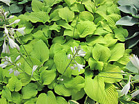 Hosta%20Hybride%20Piedmont%20Gold%2007.JPG