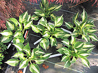 Hosta%20Hybride%20Revolution%2001.JPG