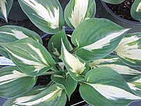 Hosta%20Hybride%20Revolution%2002.JPG