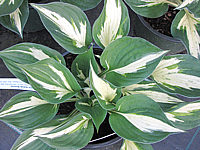 Hosta%20Hybride%20Revolution%2003.JPG