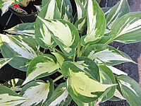 Hosta%20Hybride%20Revolution%2004.JPG