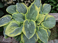 Hosta%20Hybride%20Samurai%2001.jpg
