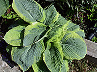 Hosta%20Hybride%20Samurai%2003.jpg