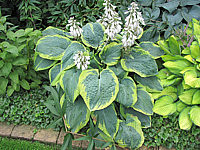 Hosta%20Hybride%20Samurai%2004.JPG