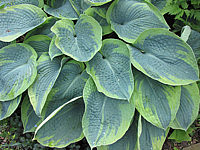 Hosta%20Hybride%20Samurai%2005.JPG