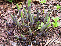 Hosta%20Hybride%20Samurai%2006.jpg