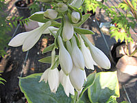 Hosta%20Hybride%20Samurai%20Bluete%201.JPG