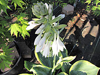 Hosta%20Hybride%20Samurai%20Bluete%202.JPG