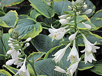 Hosta%20Hybride%20Samurai%20Bluete%203.JPG