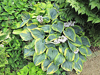Hosta%20Hybride%20Samurai%20mit%20Blueten1.JPG