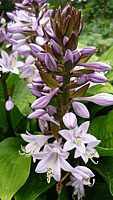 Hosta%20Hybride%20Schoene%20Naomi%20002%20Bluete.JPG