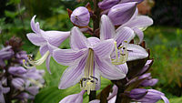 Hosta%20Hybride%20Schoene%20Naomi%20003%20Bluetenmacro.JPG
