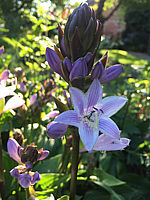 Hosta%20Hybride%20Schoene%20Naomi%20004%20Bluetenmacro.JPG