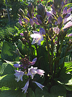 Hosta%20Hybride%20Schoene%20Naomi%20005%20Blueten%20nah.JPG