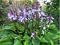 Hosta%20Hybride%20Schoene%20Naomi%20=%20Mui%20Maleen.jpg
