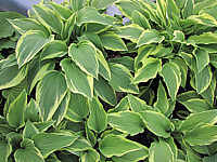 Hosta%20Hybride%20Silver%20Crown%2001.JPG
