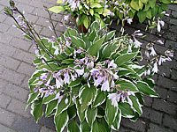 Hosta%20Hybride%20Silver%20Crown%2002.jpg