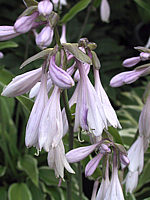 Hosta%20Hybride%20Silver%20Crown%2003.JPG