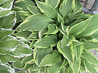 Hosta%20Hybride%20Silver%20Crown%2004.jpg