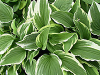 Hosta%20Hybride%20Silver%20Crown%2006.jpg