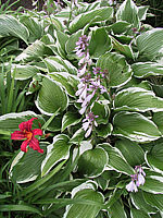 Hosta%20Hybride%20Silver%20Crown%2007.jpg