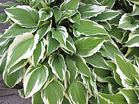 Hosta%20Hybride%20Silver%20Crown%2008.JPG