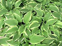 Hosta%20Hybride%20Silver%20Crown%2009.JPG