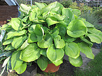 Hosta%20Hybride%20Sum%20and%20Substance%2001.JPG