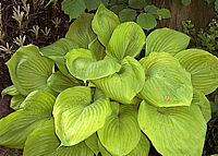 Hosta%20Hybride%20Sum%20and%20Substance%2003.jpg