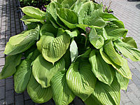 Hosta%20Hybride%20Sum%20and%20Substance%2004.jpg